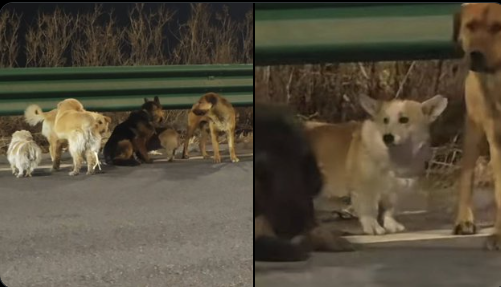 VIDEO: 7 seven dogs escaped from dog thief with help of corgi as they traveled around 17km on Changshuang Expressway, Changchun, Jilin province